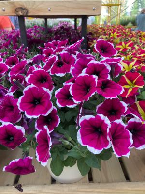 不同品种矮牵牛摘心方法