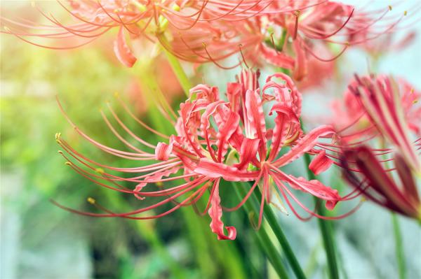 鬼花都有什么花