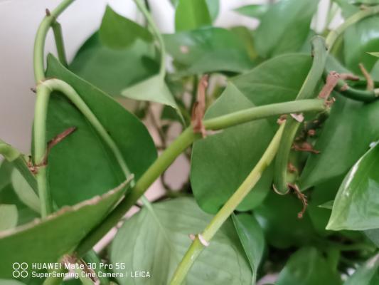 什么植物净化空气最好