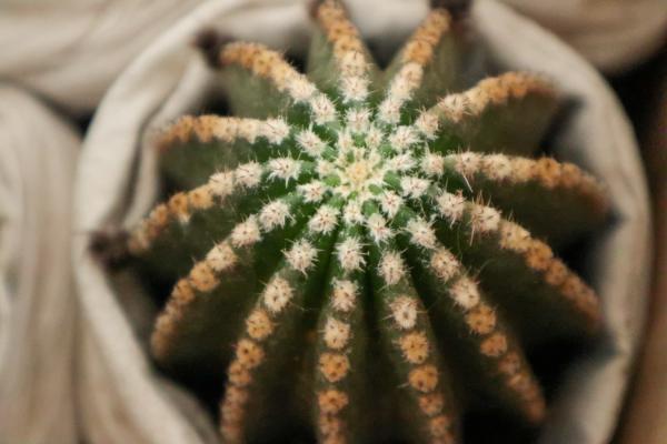 仙人球开花白色寓意是什么