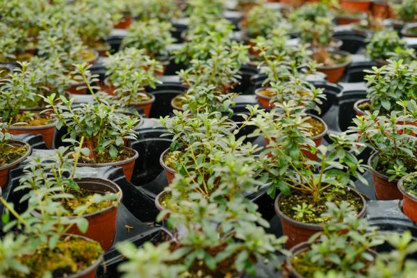 挡煞的植物是什么