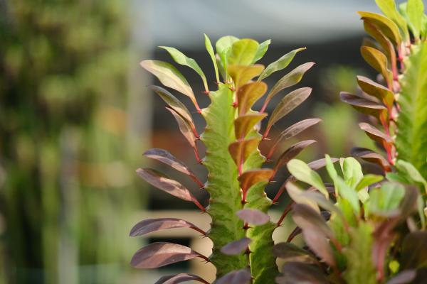 化煞最厉害的植物