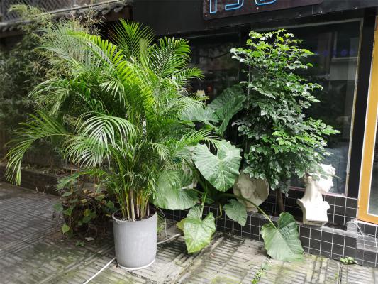 散尾葵为什么不适合放在家里