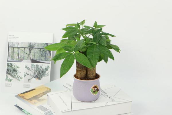 门口放什么植物招财