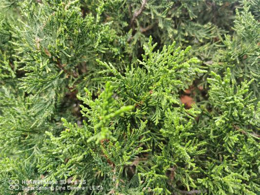 镇宅辟邪的盆栽植物