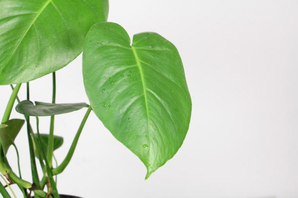 客厅最旺宅的大型植物