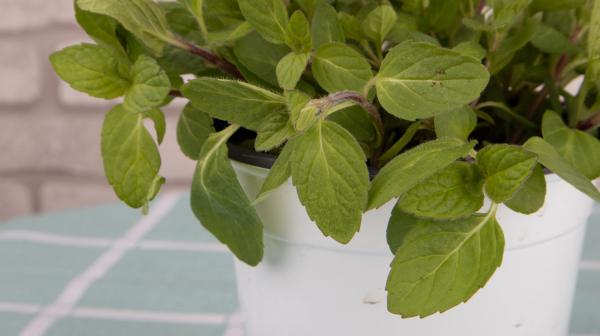 最适合放卧室的十种花