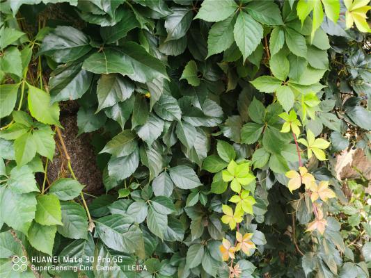 山葡萄的功效与作用,有什么禁忌