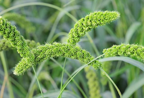 小米的功效与作用,有什么禁忌