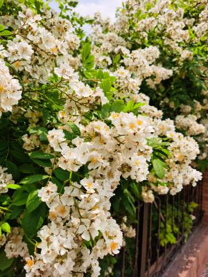 野蔷薇的药用功效,基本介绍