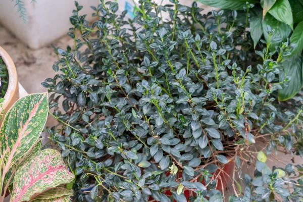 金鱼吊兰的花语和寓意,送人有什么禁忌