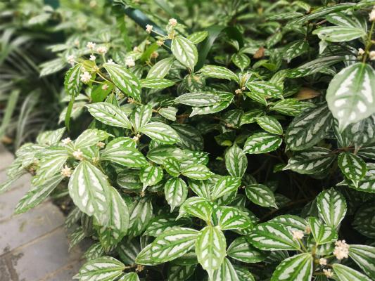 冷水花的花语和寓意,送人有什么禁忌