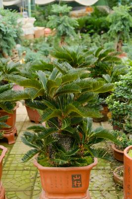 铁树的花语和寓意,有什么传说故事