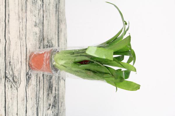 鸿运当头的花语和寓意,送人有什么禁忌