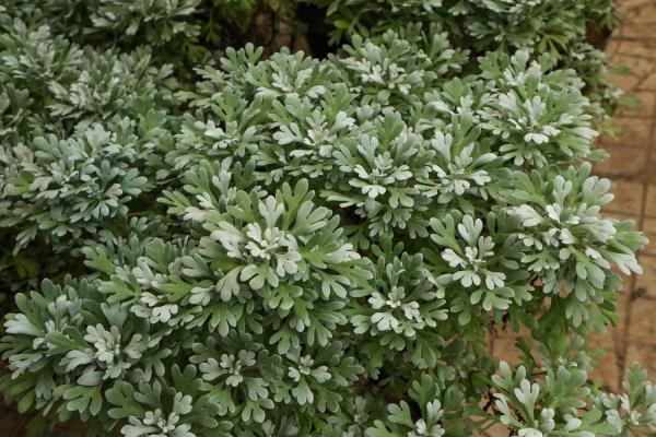 芙蓉菊的花语和寓意,送人有什么禁忌