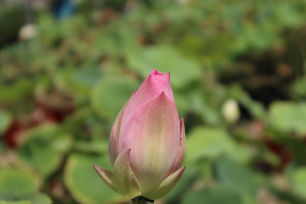 荷花的花语和寓意,有什么传说故事