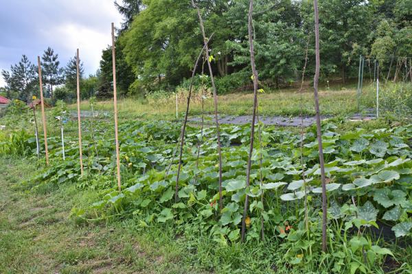 南瓜和什么一起吃好，南瓜吃法介绍