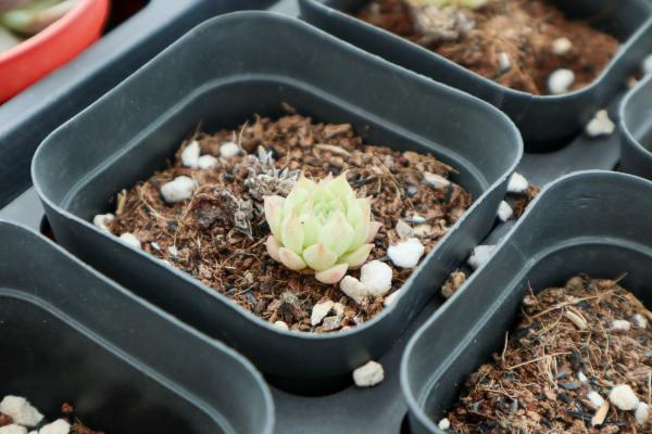 十大难养多肉,多肉哪款最难养