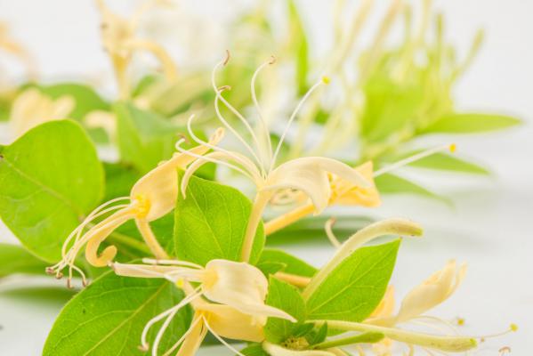 金银花多少钱一斤,不能和什么一起吃