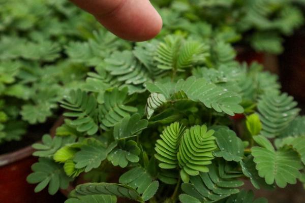 含羞草会开花吗,什么时候开花