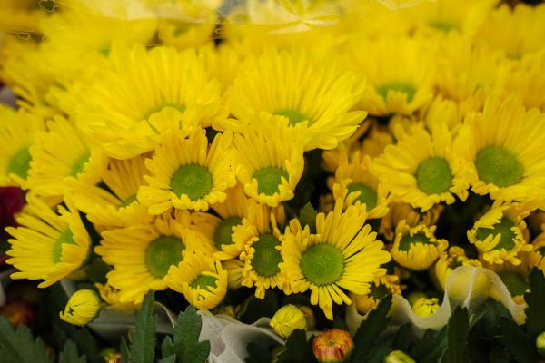 金银花泡水喝的功效，和菊花可以一起泡水喝吗