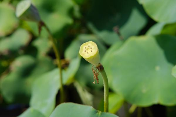 荷花能寓意什么，荷花的花色多吗