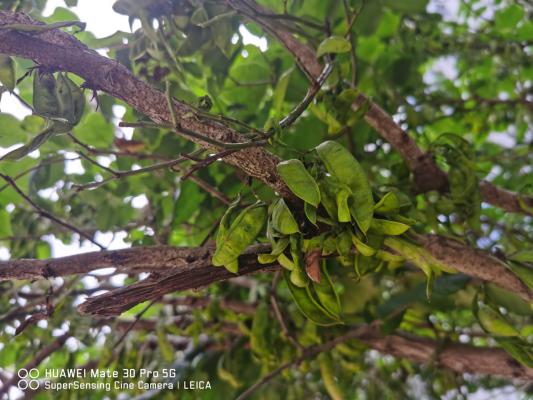 香港的市花是什么花啊，澳门的市花是什么花啊