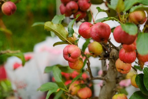 海棠树多少钱一棵,海棠树图片