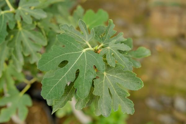 无花果怎么吃，吃无花果有什么好处