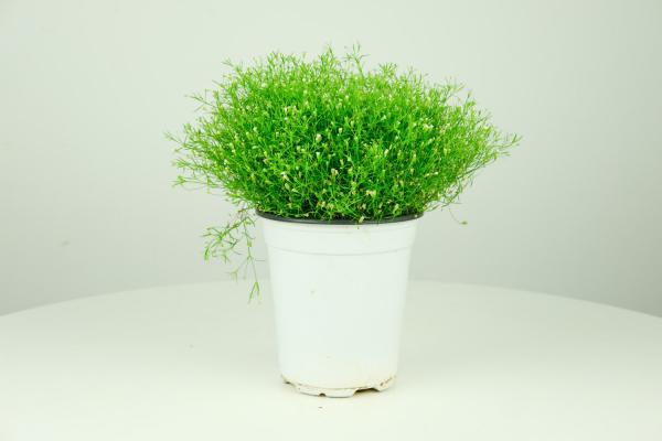 粉色满天星花语,满天星的寓意