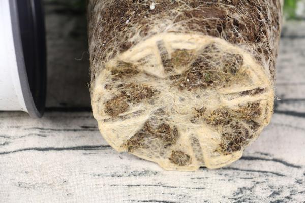 白色满天星花语,绿色满天星花语