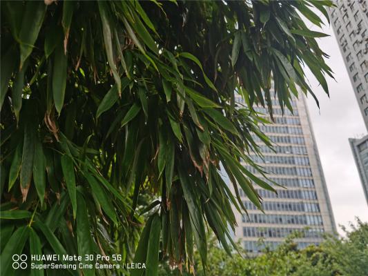 竹子种在庭院什么位置