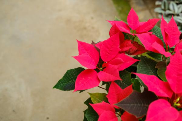 一品红是否适合室内摆放