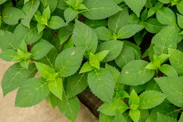 绣球花寓意，有什么传说