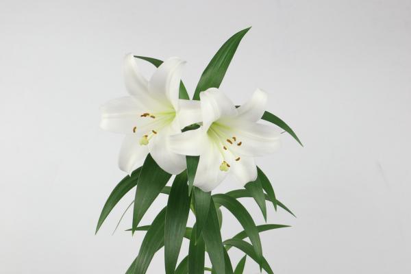 各种颜色百合花语,送人的含义是什么