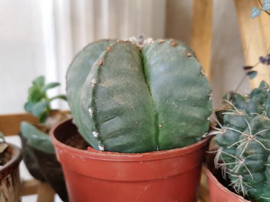 仙人球开花有什么说法