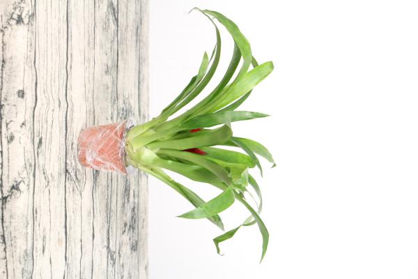 过节增“运势”,这“3种”转运花摆上,气氛喜洋洋!