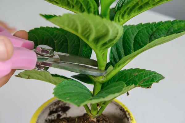 绣球花对孕妇有害吗,和洋绣球一样吗