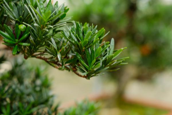 罗汉果怎么泡水喝,有什么功效与禁忌