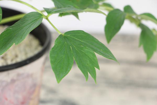 牡丹花在家养不吉利吗