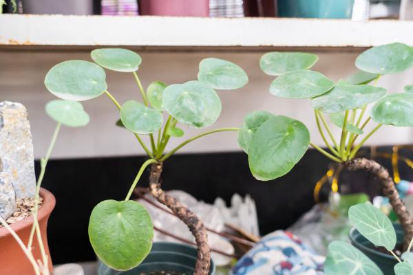 镜面草有毒吗,能净化空气吗