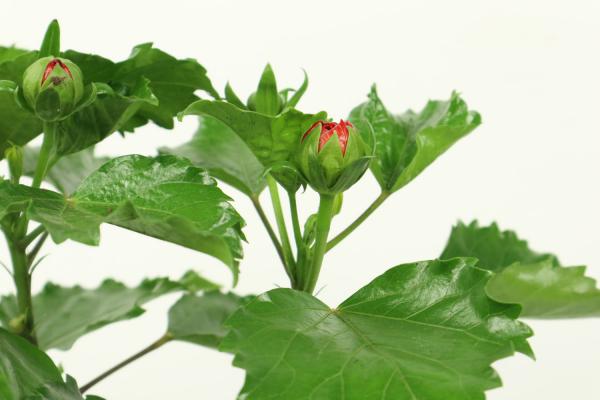 家里可以养扶桑吗,不吉利是不是真的