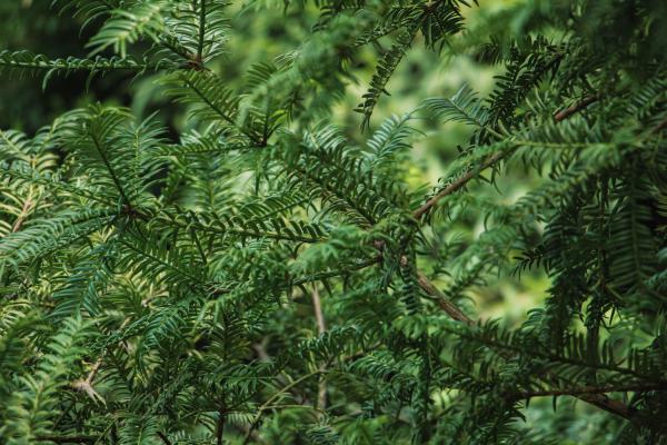 红豆杉果实能吃吗，是否有毒？