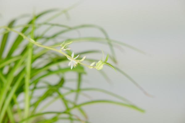 吊兰能放在卧室吗