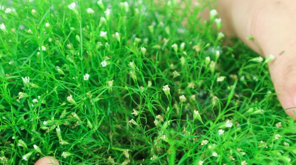 满天星的花语和寓意