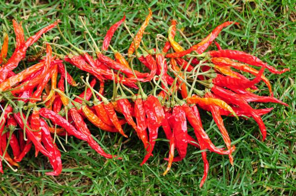 手被辣椒辣了怎么办