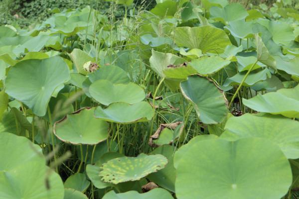 莲蓬的寓意是什么