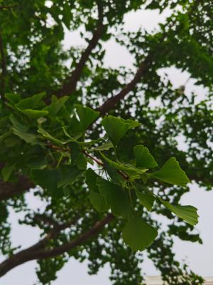 银杏叶对爱情的寓意