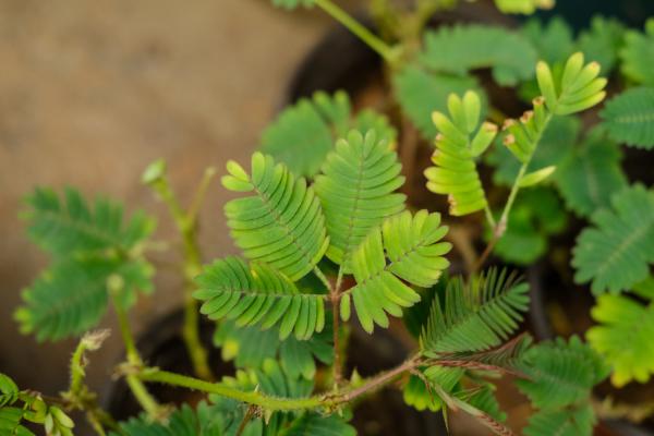 “含羞草”一碰就害羞,有趣的很,行家告诉你:别随便乱...
