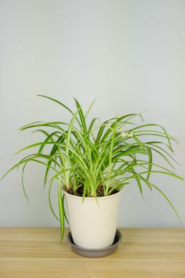 吊兰开花是什么兆头